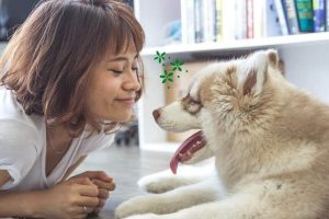 Mejores Colonias Para Perros