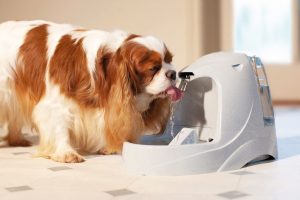 Mejores bebederos automáticos para perros
