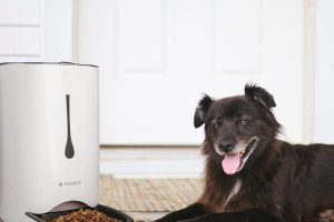 Mejores comederos automáticos para perros
