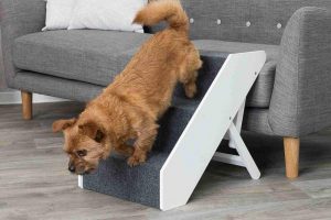 Mejores Escaleras Para Perros