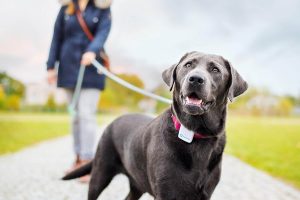 Mejores GPS para perros