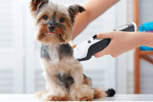 Mejores máquinas de cortar pelo para perro
