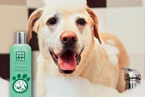 Mejores champús para perros
